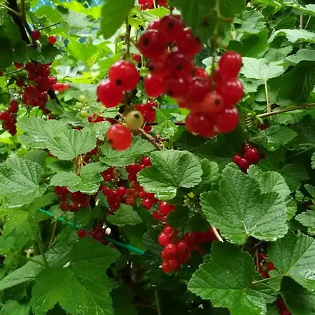 Lejlighed Casa Del Puiat