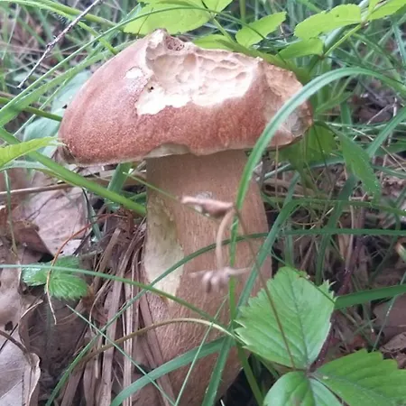 Lejlighed Casa Del Puiat